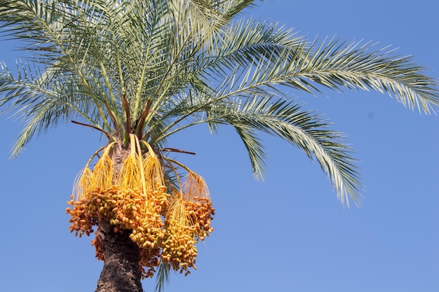 Date palm on the background of blue sky date palm tree on a\
blue sky background on a sunny day