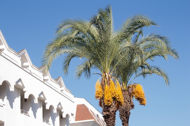 Palma da datteri sullo sfondo del cielo blu e della casa bianca