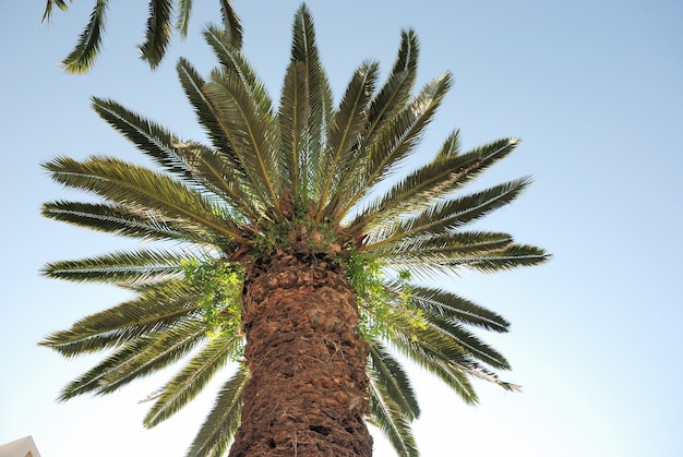 Date palm on blue sky