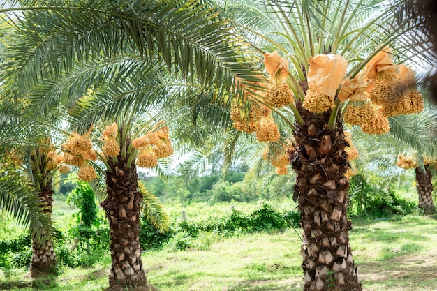 Photo date palm fruit in the trees