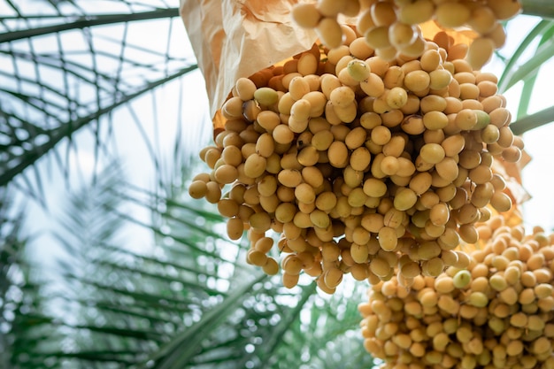 Photo date palm fruit in the trees