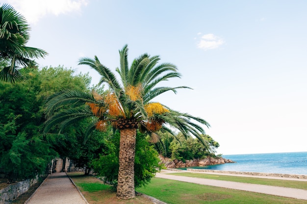 Date palm in montenegro fruit on palm tree