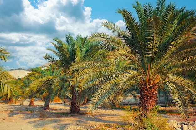 Photo date palm plantation