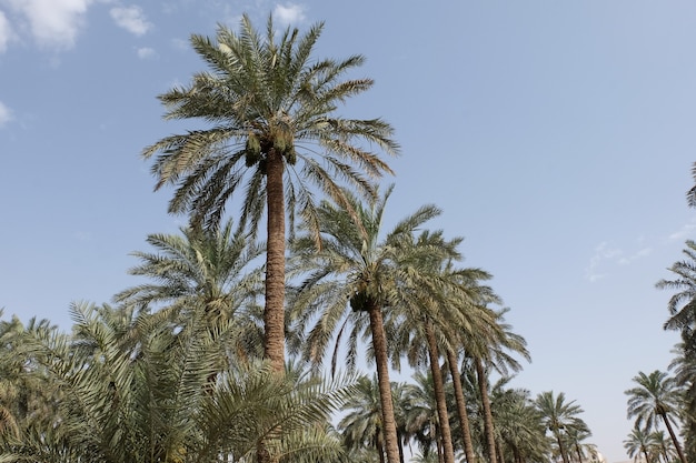 Date palm  tree of the palm family cultivated for its sweet edible fruits