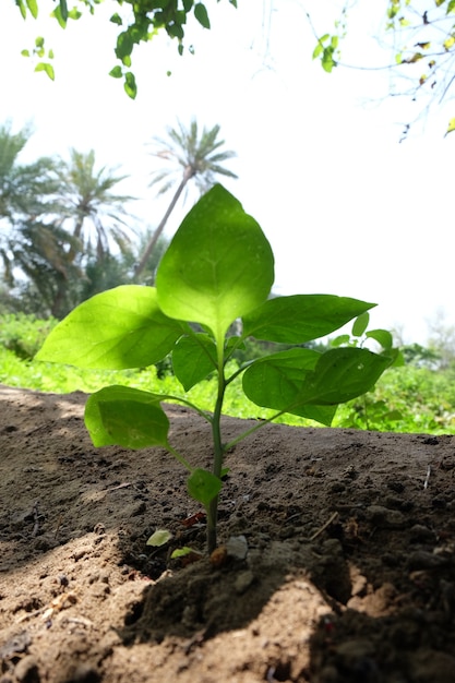 Date palm  tree of the palm family cultivated for its sweet edible fruits