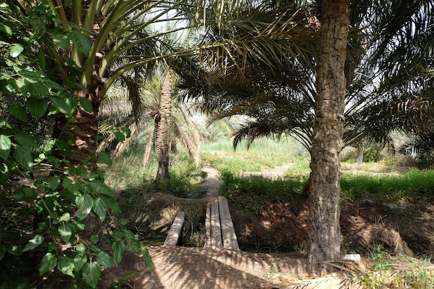 Date palm  tree of the palm family cultivated for its sweet edible fruits