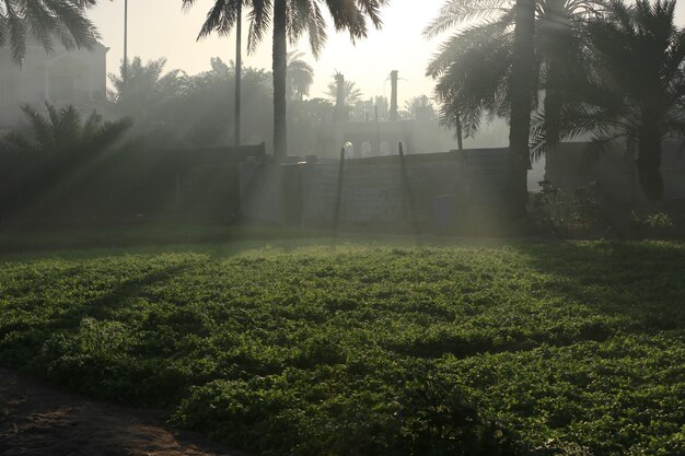 Date palm  tree of the palm family cultivated for its sweet edible fruits