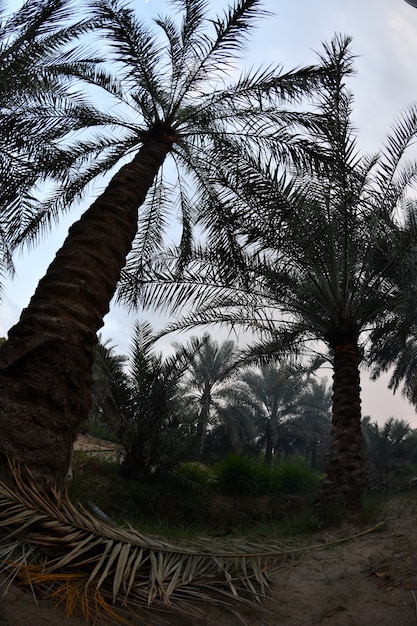 Photo date palm  tree of the palm family cultivated for its sweet edible fruits