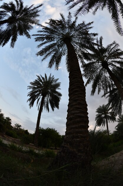 date palm  tree of the palm family cultivated for its sweet edible fruits