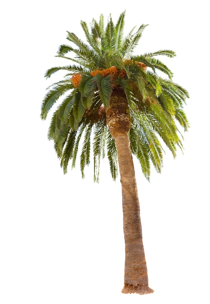 Финиковая пальма с зелеными листьями, изолированные на белом фоне