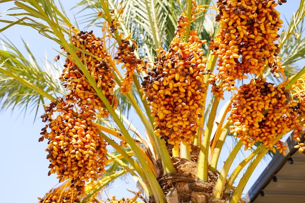 Date palm tree with unripe dates