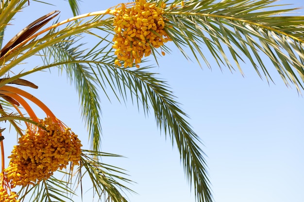 Date palm tree with unripe dates