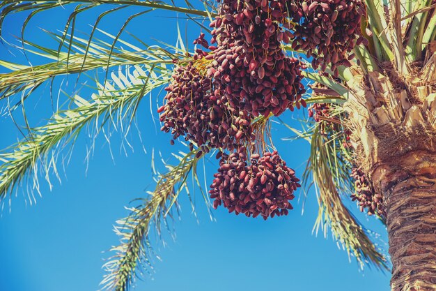 Date palm trees against the sky