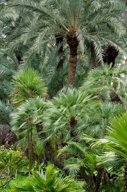 Date palm trees in El Huerto del Cura Botanic Garden. Elche, Alicante, Costa Blanca, Spain