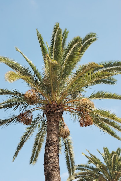 Date palm