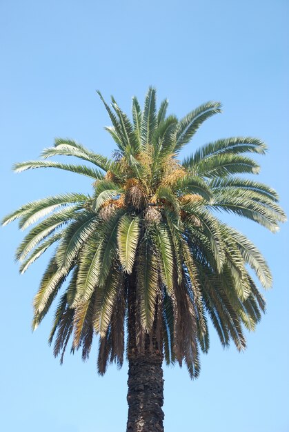 Date palm