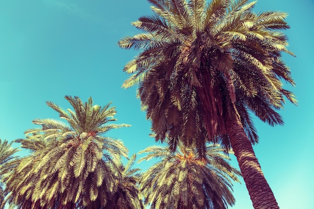 Date palms against blue sky