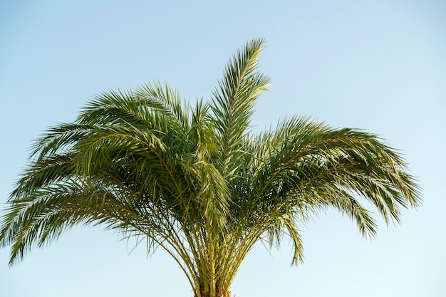 Date palms on a background of blue sky green juicy leaves.
