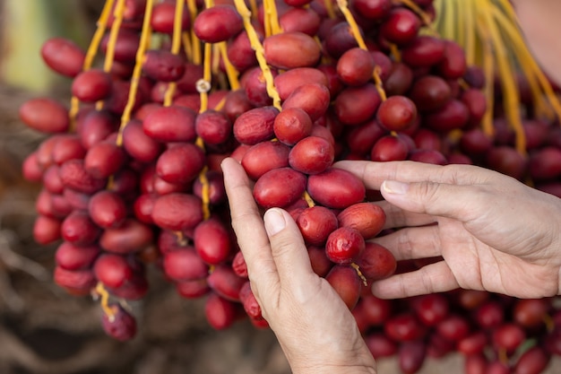 Date palms fruits on a date palms tree. grown in the north of Thailand