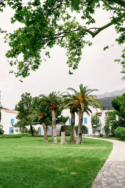 Date palms grow on a green lawn in front of houses