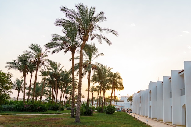 Date palms on the territory of the hotel next to the sea.