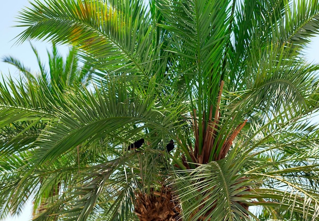 Date palms trees with green large leaves against the backdrop of blue sky Beautiful landscape palm tree close up Green palm branches in the sky background with copy space summer design template