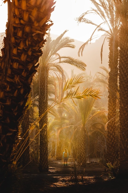 Photo date palms in wadi sharma