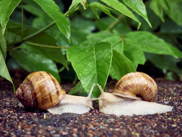 Date of two snails on a background of leaves