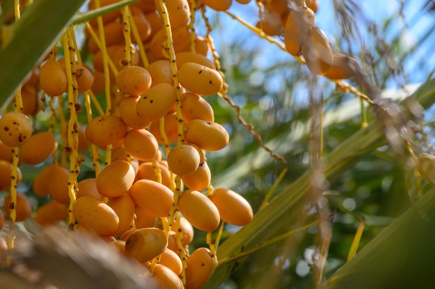 dates on a date palm branch 15