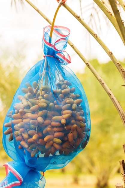 Dates palm branches with ripe dates