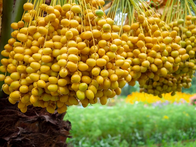 Dates on palm tree. Bunch of yellow dates on date palm.