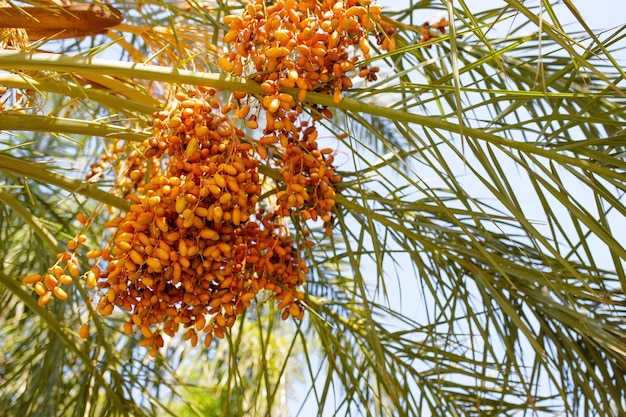 Dates on a palm tree Closeup of colourful dates clusters