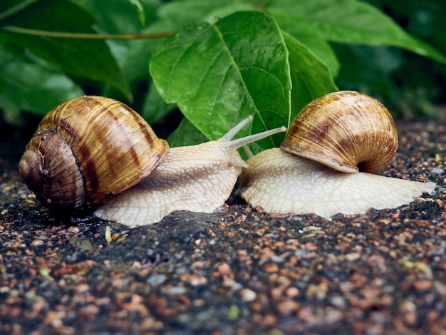 Datum van twee slakken op bladeren