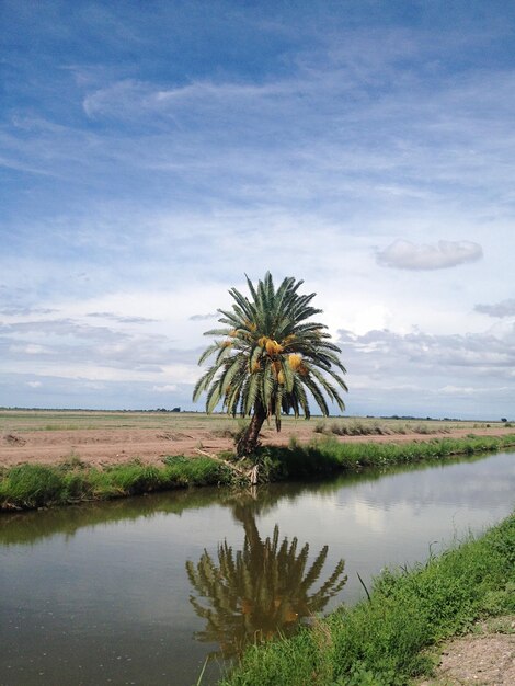 Foto datumpalm bij kanaal en landschap tegen de lucht