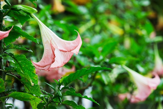 写真 ダチューラ（天使のトランペット）花