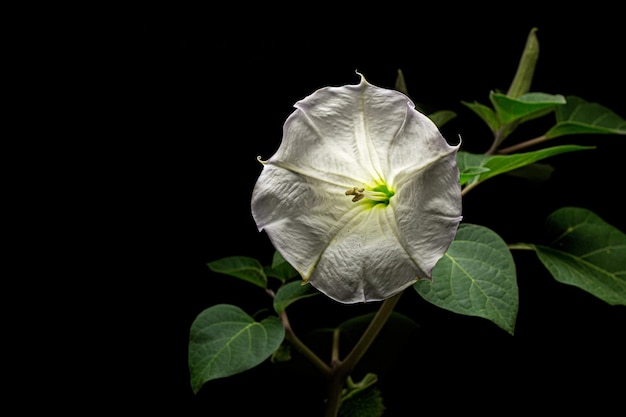 Datura bloem dope stramonium doornappel jimsonweed geïsoleerd op zwarte achtergrond