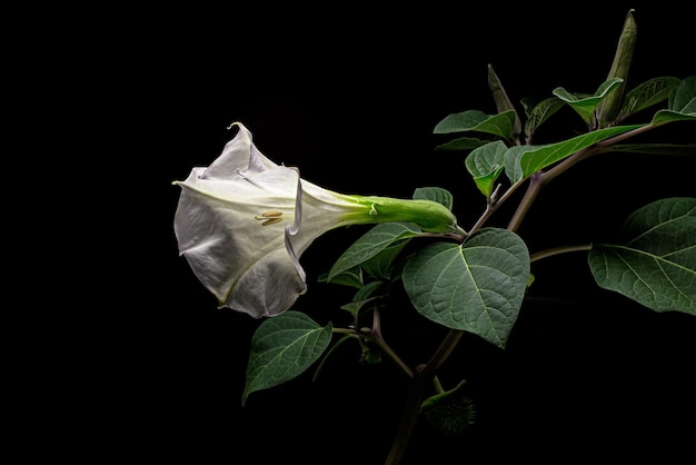 Datura bloem dope stramonium doornappel jimsonweed geïsoleerd op zwarte achtergrond