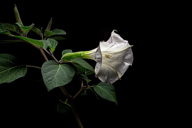 Datura bloem dope stramonium doornappel jimsonweed geïsoleerd op zwarte achtergrond