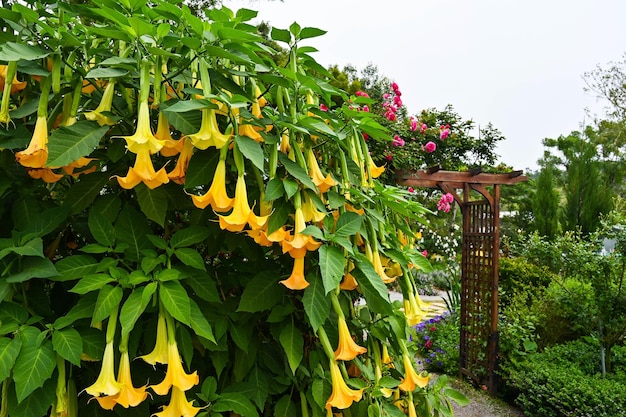 Foto datura stramonium in de tuin