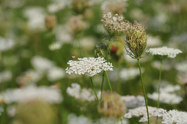 Daucus carota-planten of wilde wortels in bloei