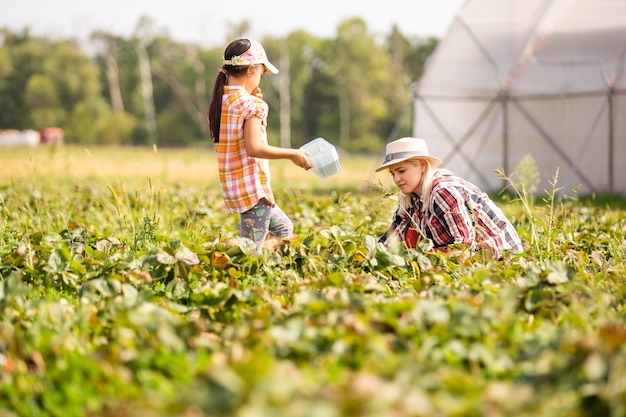 La figlia e la madre stanno lavorando nell'orto, hanno raccolto le fragole