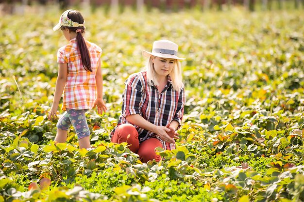 daughter and mother is working in the vegetables garden, harvested strawberries