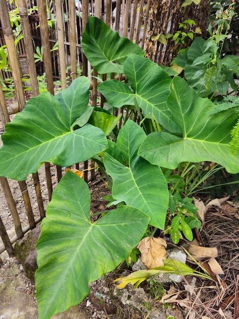 Foto daun talas pohon talas keladi seratah of tarobladeren taroplanten colocasia esculenta