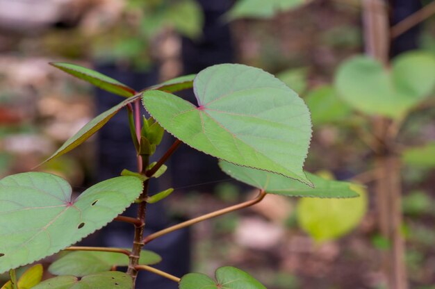 Фото daun waru hibiscus tiliaceus или морской гибискус зеленые листья листья в форме сердца дерева бонсай