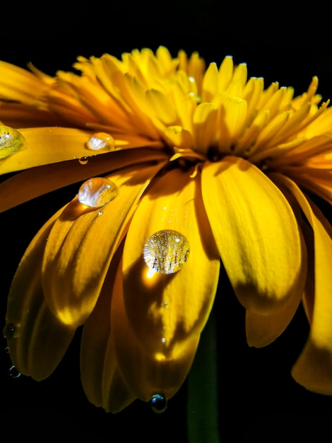 dauw druppels op gele chrysant