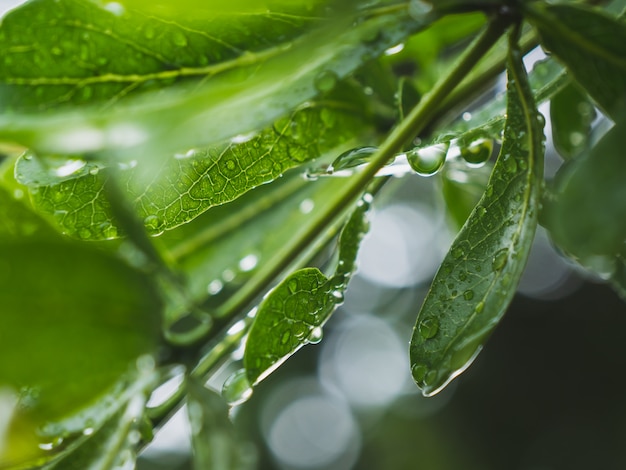 Dauw op de bladeren na regen in het regenseizoen