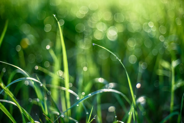 Dauw op de bladeren van gras in de lenteochtend