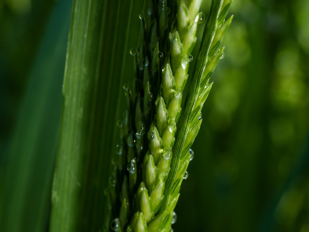 Dauw op een groen gras in de ochtend