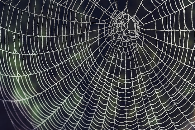 Foto dauw op een spinnenweb in een tuin