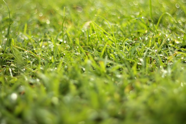 Dauw op groen gras onder het ochtendzonlicht.